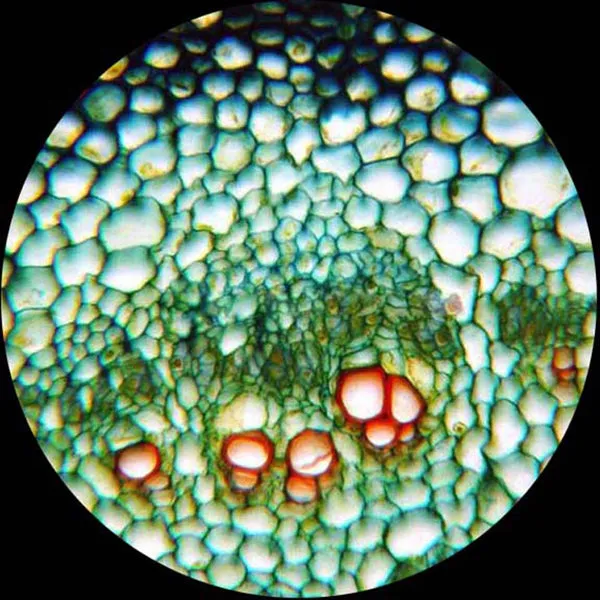 AmScope M150 Series Portable Student Monocular Compound Microscope 40X-1000X Magnification with LED and 25 Prepared Slides